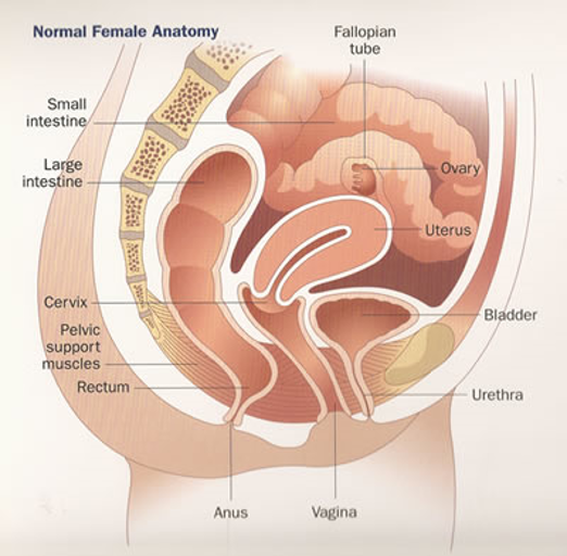 Diagnostic Procedures in the Evaluation of Female Urinary